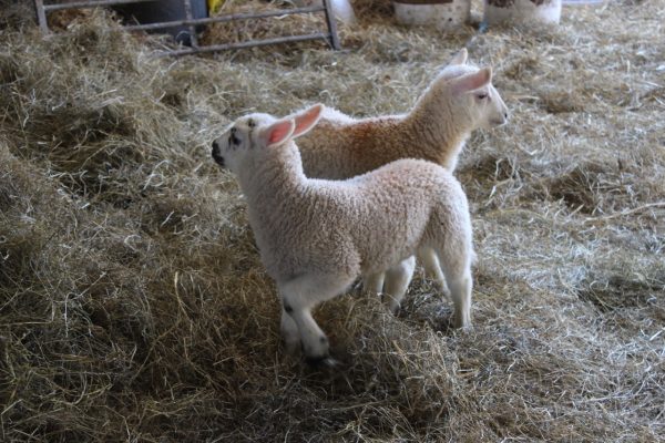 New born lambs at Ross Farm