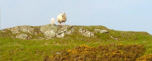 Lambs at Ross Bay