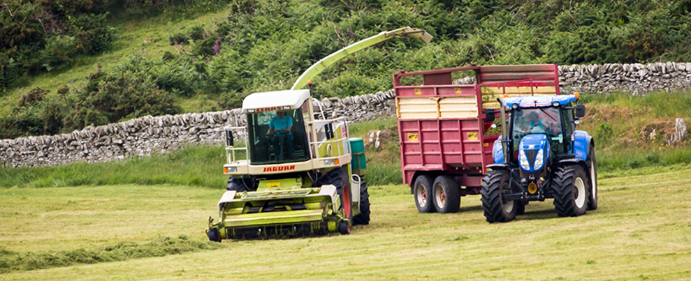 silaging