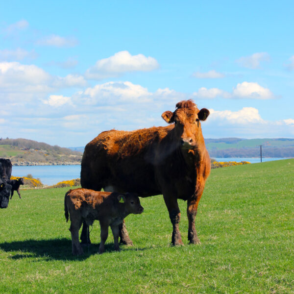 Calf at Ross Bay Farm