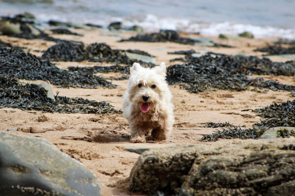 Dog Friendly Beaches Ross Bay