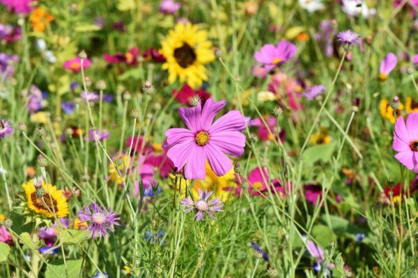 flower meadows