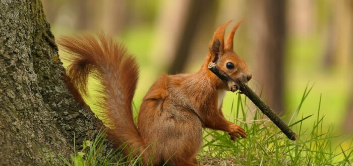 Woodland red squirrel