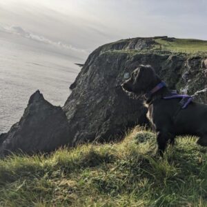 Superb cliff top dog walks
