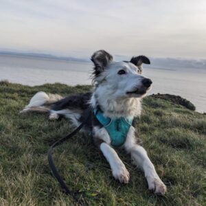 Dog enjoying Ross Bay walks