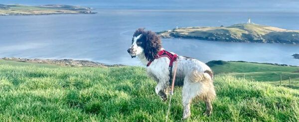 Great Dog walks at Ross Bay Retreat