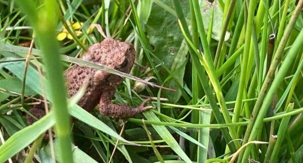 Biodiversity & Wildlife at Ross Bay