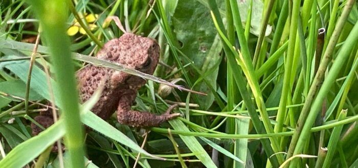Biodiversity & Wildlife at Ross Bay