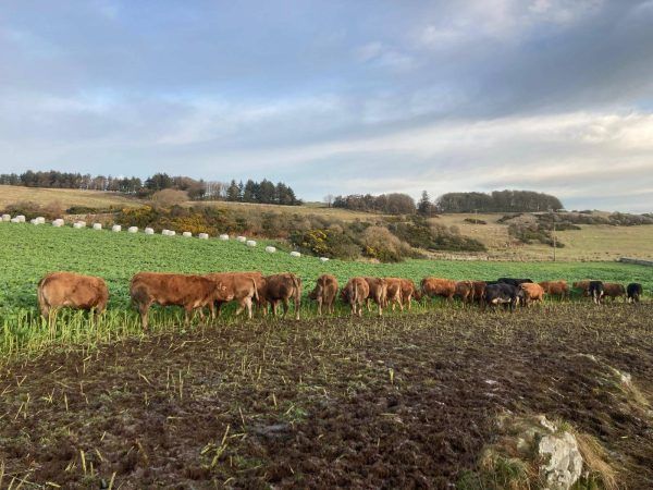 Cattle Grazing at Ross Farm